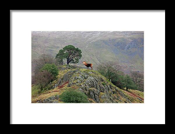 England Framed Print featuring the photograph An Elk Standing On The Top Of A Rock by John Short / Design Pics