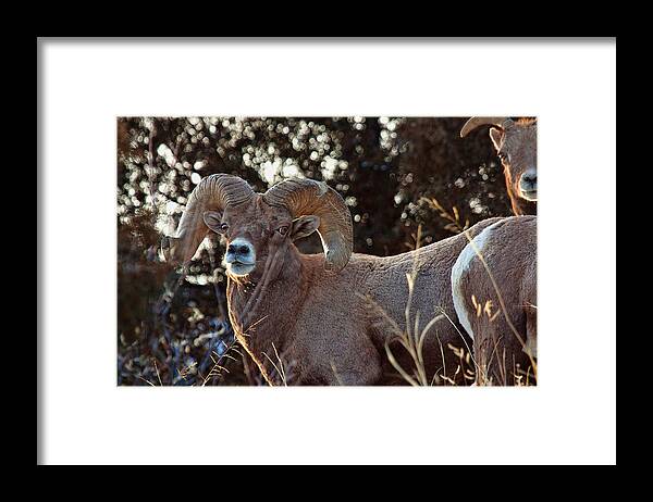 Bighorn Sheep Framed Print featuring the photograph An Icy Stare by Jim Garrison