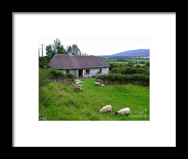 Sheep Framed Print featuring the photograph An old country home by Joe Cashin