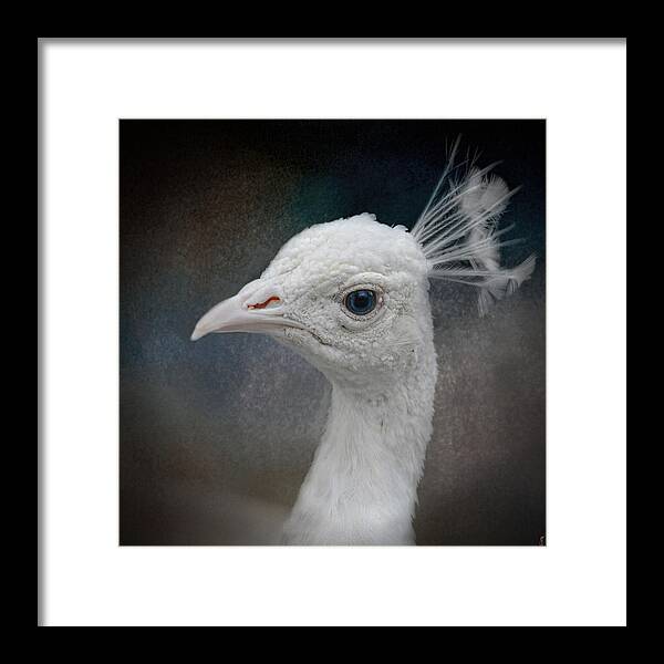 Albino Framed Print featuring the photograph An Old Soul - White Peacock - Wildlife by Jai Johnson