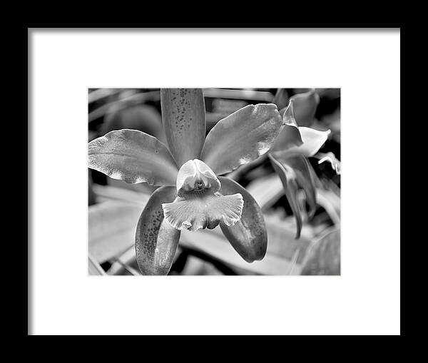 Monochrome Framed Print featuring the photograph An orchid. by Digital Photographic Arts