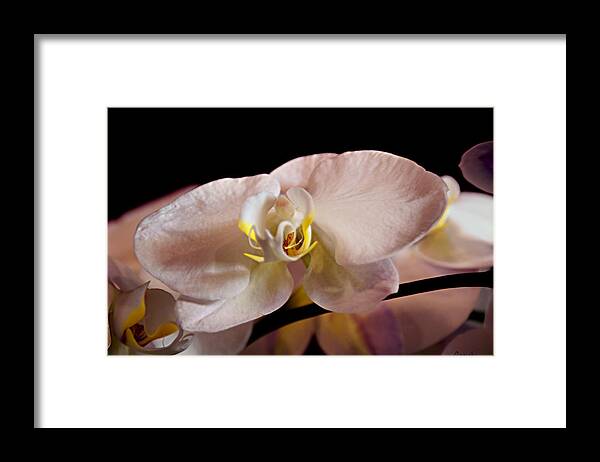 Orchid Framed Print featuring the photograph The Lisa Orchid by Renee Anderson
