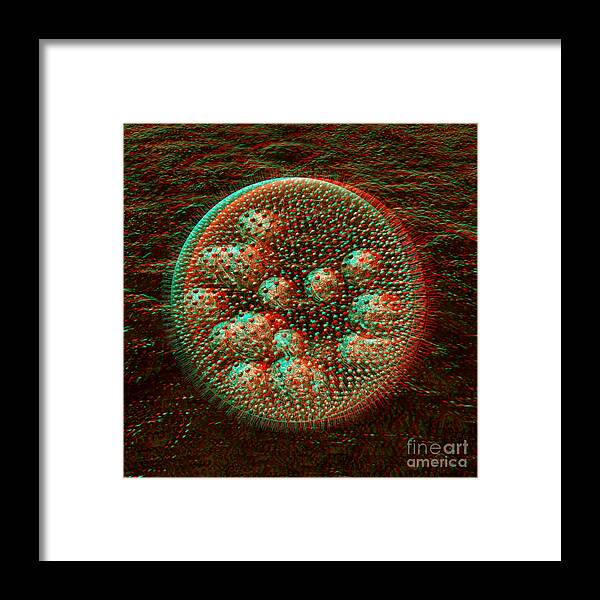 3d Framed Print featuring the digital art Anaglyph of Volvox a spherical colonial green alga by Russell Kightley