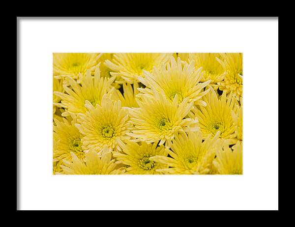 Flower Framed Print featuring the photograph Anastasia Sunny by Maj Seda