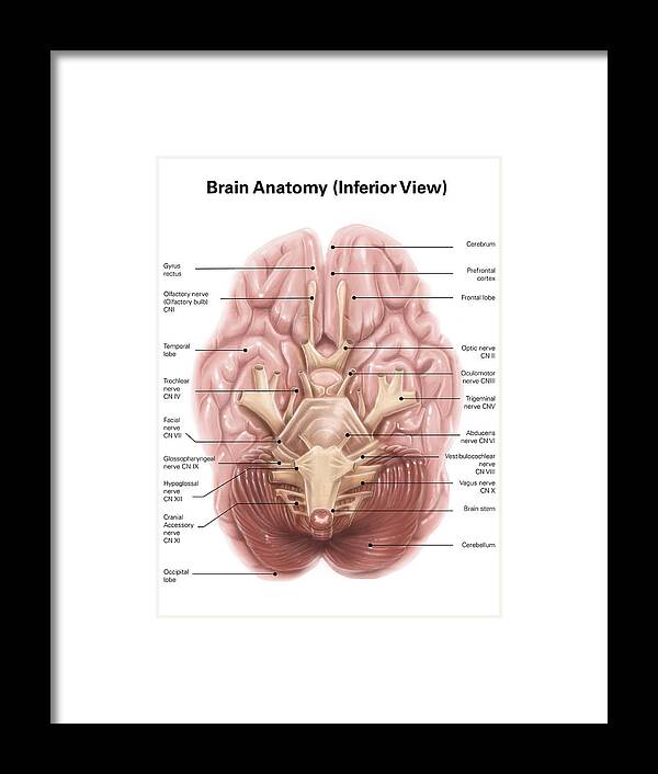 Anatomy Of Human Brain Inferior View Framed Print