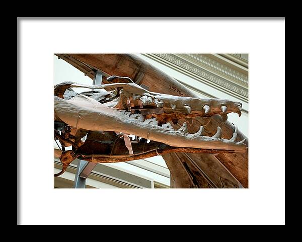 Dinosaur Framed Print featuring the photograph Ancient Crocodile Dinosaur by Kenny Glover
