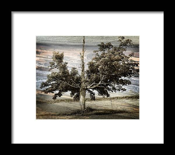 Hovind Photographs Framed Print featuring the photograph Ancient Tree by Scott Hovind