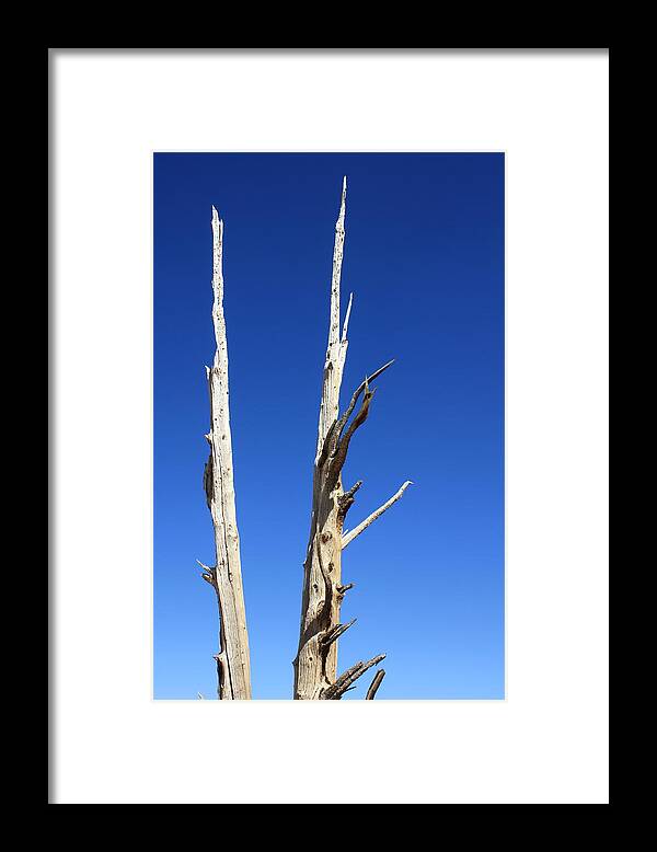 Ancient Framed Print featuring the photograph Ancient Wood by Daniel Schubarth