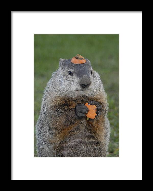 Groundhog Framed Print featuring the photograph And have YOU looked in the mirror lately by Paul W Faust - Impressions of Light