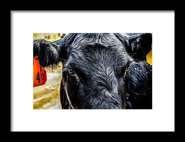 Bovine Framed Print featuring the photograph And That Aint No Bull by Toma Caul