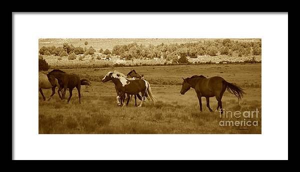 Horse Framed Print featuring the photograph And They Roam by Veronica Batterson