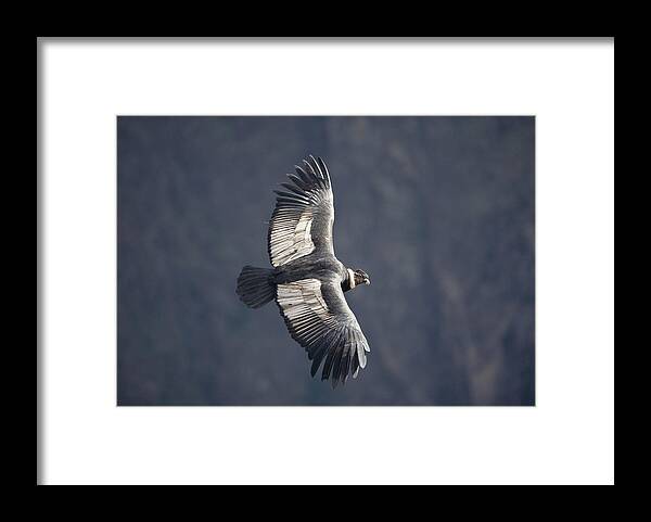 Feb0514 Framed Print featuring the photograph Andean Condor Riding Thermal Updraft by Tui De Roy