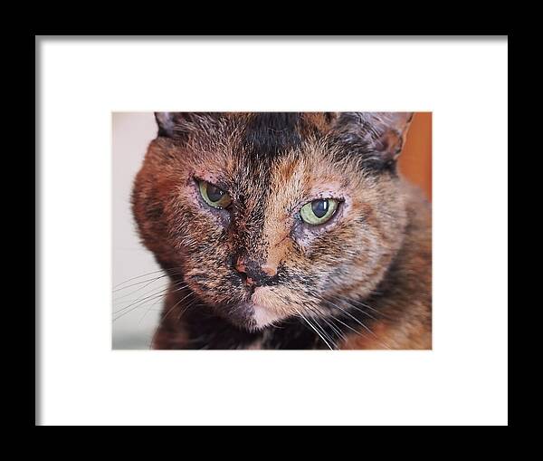 Tortoiseshell Framed Print featuring the photograph Andelain by Rona Black