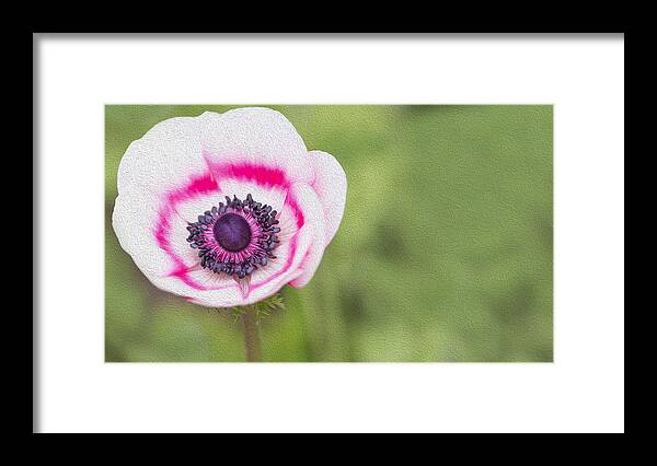 Photo Framed Print featuring the photograph Anemone - Pink Center by Rebecca Cozart