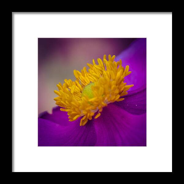Anemone Framed Print featuring the photograph Anemone by Cathy Donohoue