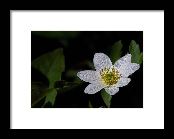 Enk�ping Framed Print featuring the photograph Anemone nemorosa by Leif Sohlman by Leif Sohlman