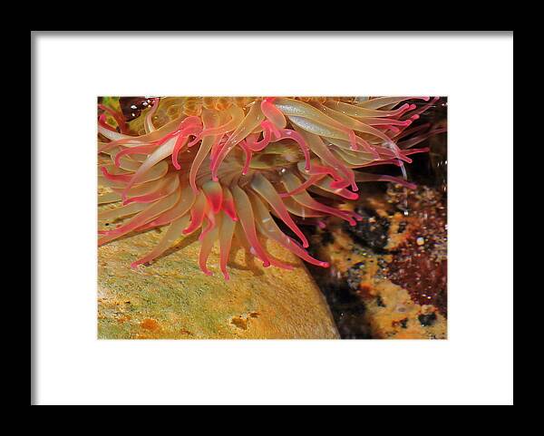 Sea Anemone Framed Print featuring the photograph Anemone by Randy Hall