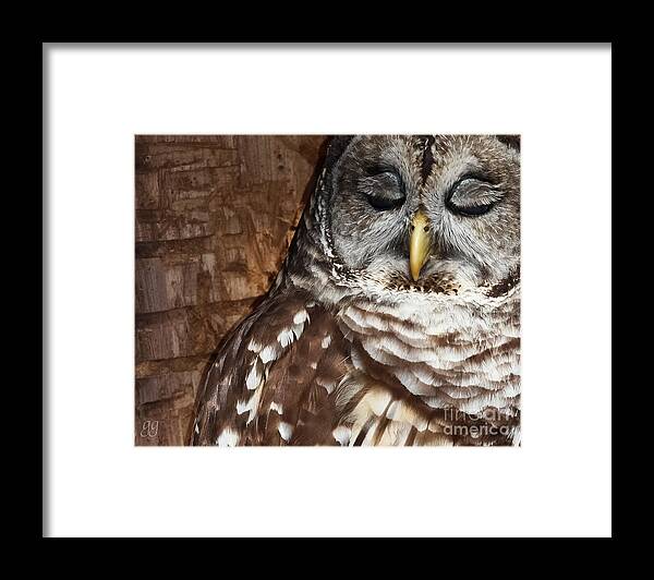 Owl Framed Print featuring the photograph Angel Eyes by Geri Glavis