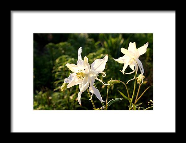 Columbine Framed Print featuring the photograph Angel Image by Kathryn Meyer