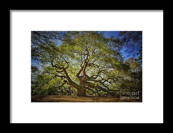 Angel Oak Framed Print featuring the photograph Angel Oak by Carrie Cranwill