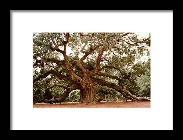 Trees Framed Print featuring the photograph Angel Oak SC by Jean Wolfrum