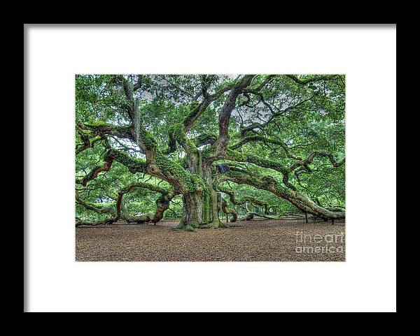 Angel Oak Framed Print featuring the photograph Angel Oak by Willie Harper