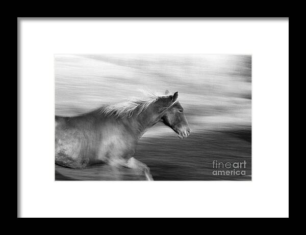 Horse Framed Print featuring the photograph Angel Flight by Patricia Ramaer