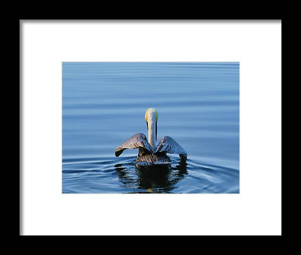 Brown Pelican Framed Print featuring the photograph Angel Wings by Oscar Alvarez Jr