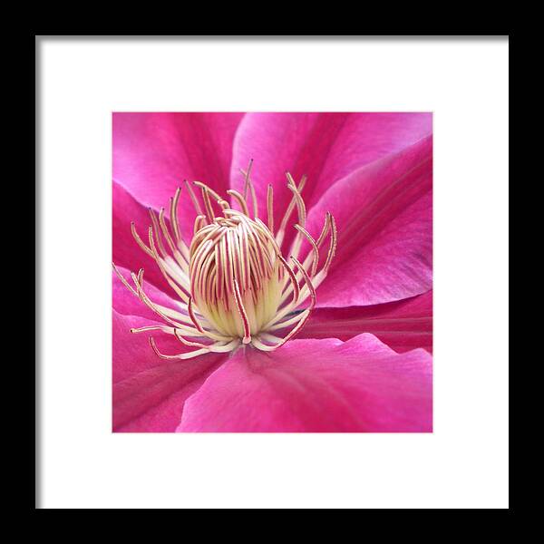 Angela Framed Print featuring the photograph Angela Clematis Macro Fine Art Print by Penny Hunt