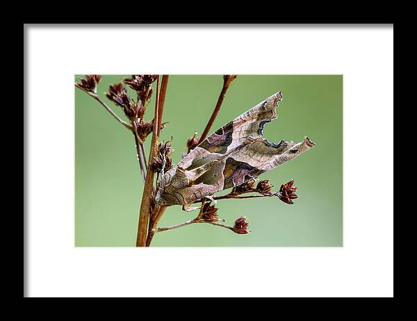 Angle Shades Framed Print featuring the photograph Angle Shades Moth by Heath Mcdonald