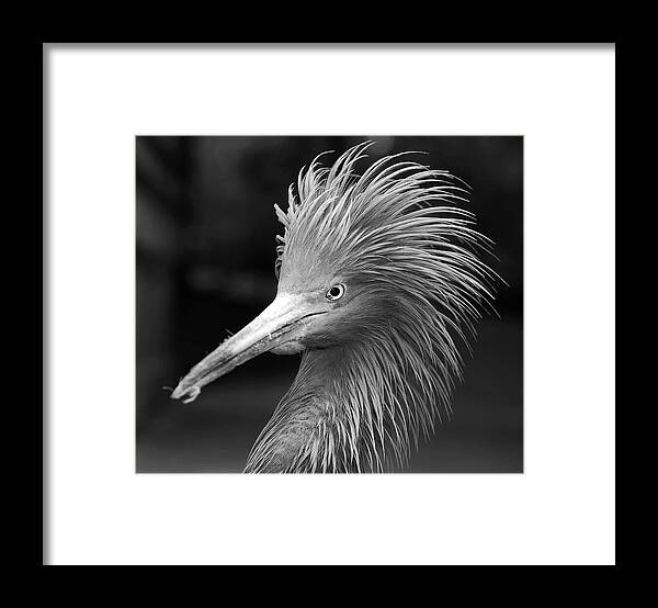 Bird Framed Print featuring the photograph Angry by Lorenzo Cassina