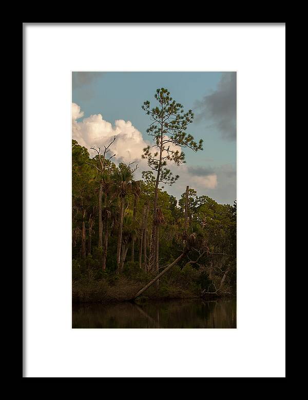 Pine Framed Print featuring the photograph Anhinga Pine by Paul Rebmann