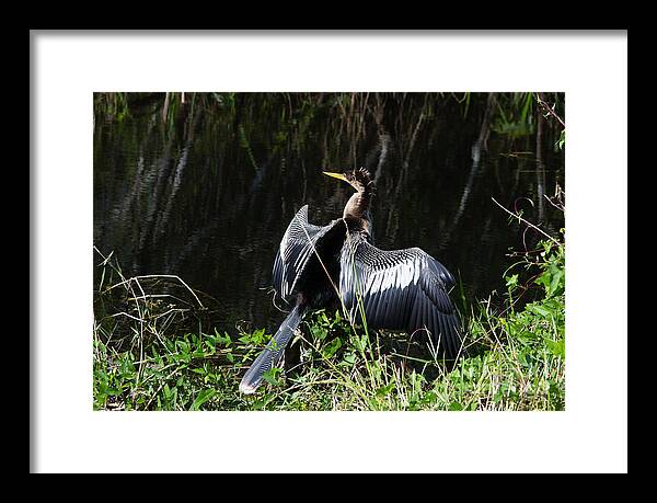 Everglades Framed Print featuring the photograph Anhinga resting by Agnes Caruso