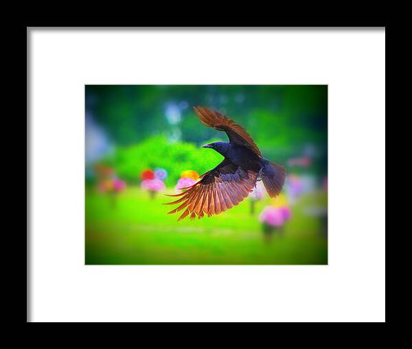 Crow Framed Print featuring the photograph Animal 4 by Albert Fadel