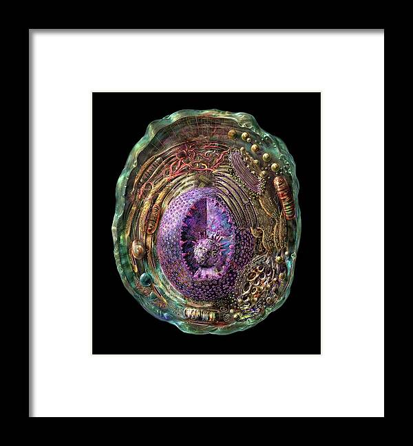 Anatomical Framed Print featuring the photograph Animal Cell by Russell Kightley/science Photo Library