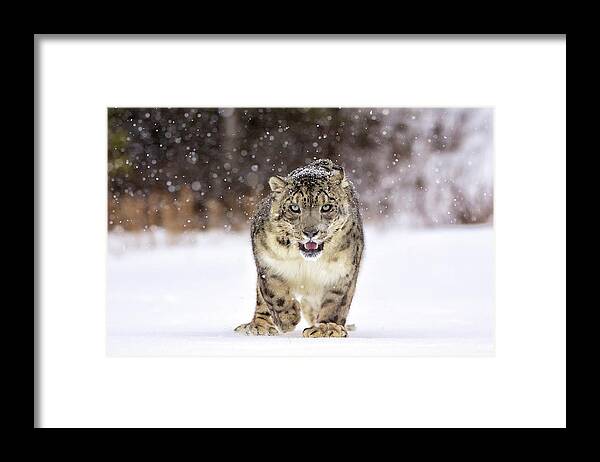 Snow Leopard Framed Print featuring the photograph Animal Eye Contact by © Pui Hang Miles & Natureslens