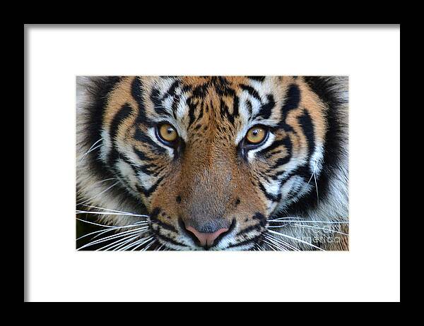 Tiger Framed Print featuring the photograph Animalize by Dan Holm