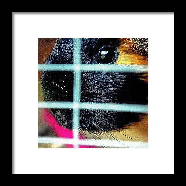 Petstagram Framed Print featuring the photograph Guinea Pig by Jason Roust