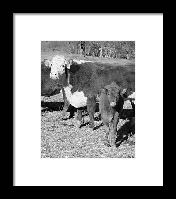 Animal Framed Print featuring the photograph Animals Cows The Curious Calf black and white photography by Ann Powell