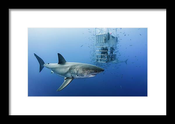 Shark Framed Print featuring the photograph Animals In Cage by Davide Lopresti