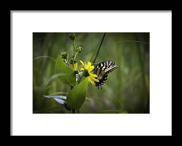 Butterflies Framed Print featuring the photograph Anise Swallowtail 001 by Donald Brown