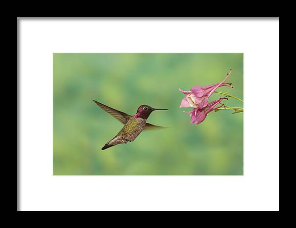 Feb0514 Framed Print featuring the photograph Annas Hummingbird Feeding Santa Rita Mts by Tom Vezo