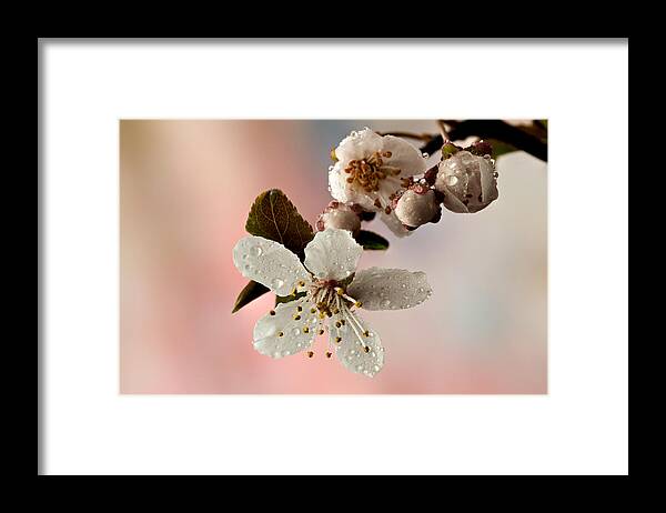 Anther Framed Print featuring the photograph Announcing Spring by Mary Jo Allen