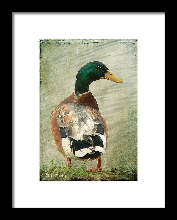 Duck Framed Print featuring the photograph Another duck ... by Chris Armytage