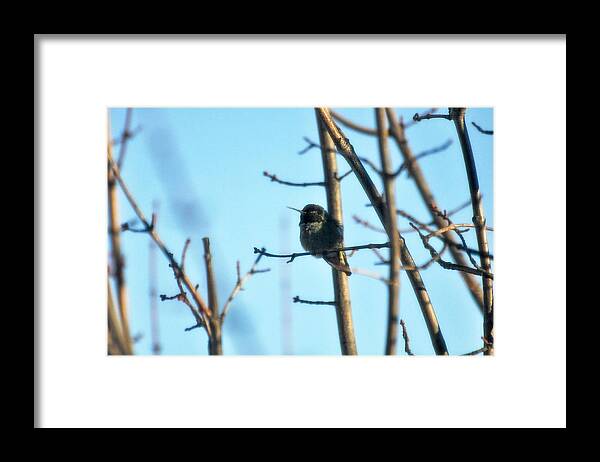 Trees Framed Print featuring the photograph Another lucky shot by Teri Schuster
