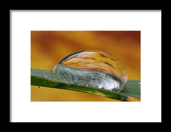 Macro Framed Print featuring the photograph Another World by Juergen Roth