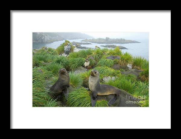 00345376 Framed Print featuring the photograph Three Antarctic Fur Seals by Yva Momatiuk John Eastcott