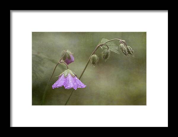 Wildflower Framed Print featuring the photograph Antecedent Bloom by Dale Kincaid