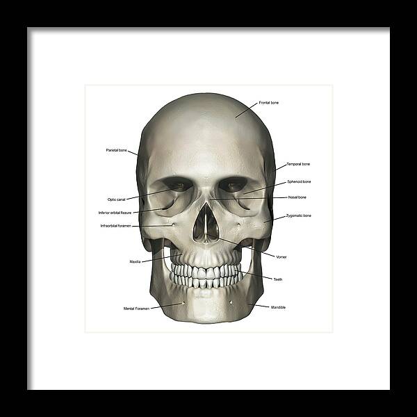 Anterior View Of Human Skull Anatomy Framed Print