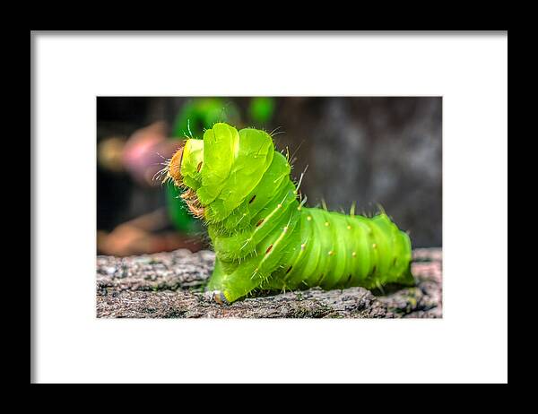 America Framed Print featuring the photograph Antheraea polyphemus by Traveler's Pics